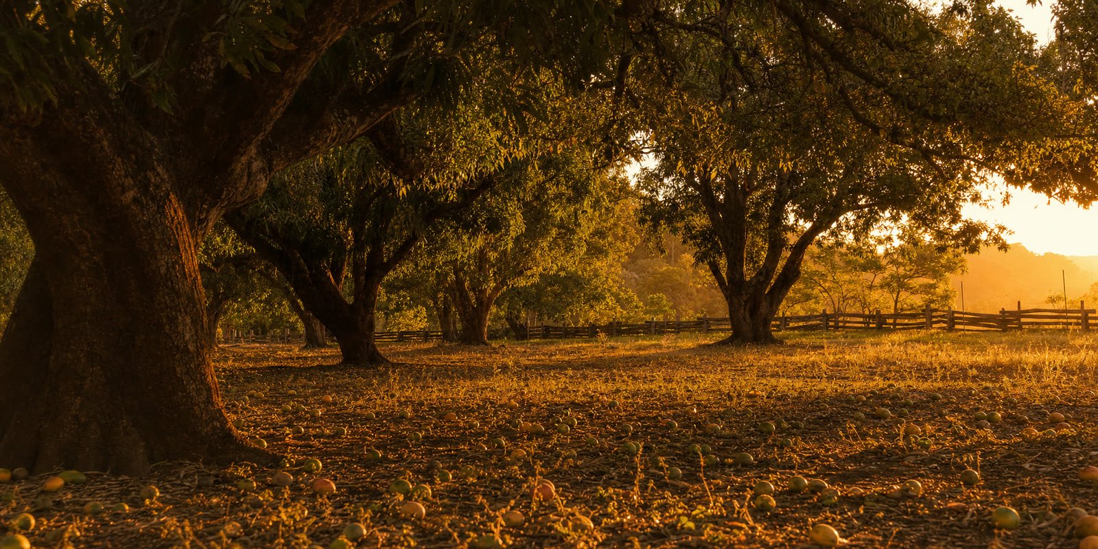 Mangueiral ao pôr do sol, com sombras longas sobre o chão coberto de mangas caídas e uma cerca rústica ao fundo.